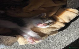 Mixed Breed cats for sale: Gorgeous long haired male female kittens - Image 10