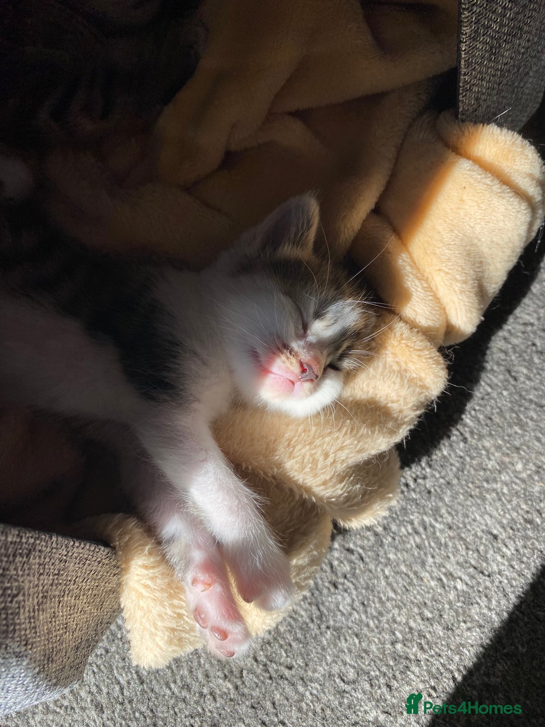 Mixed Breed cats for sale: Gorgeous long haired male female kittens - Image 10