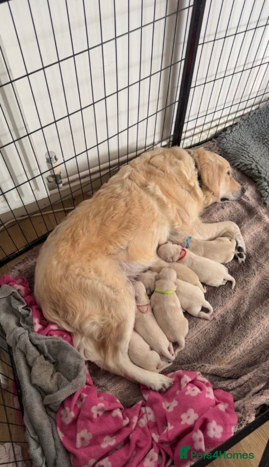 Goldendoodle dogs *CHUNKY goldendoodles awaiting ** - Advert 1