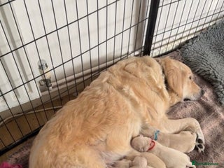 Goldendoodle dogs *CHUNKY goldendoodles awaiting ** - Advert 3