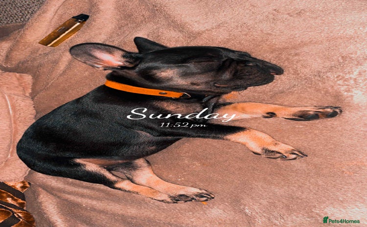 French Bulldog dogs - Advert 1