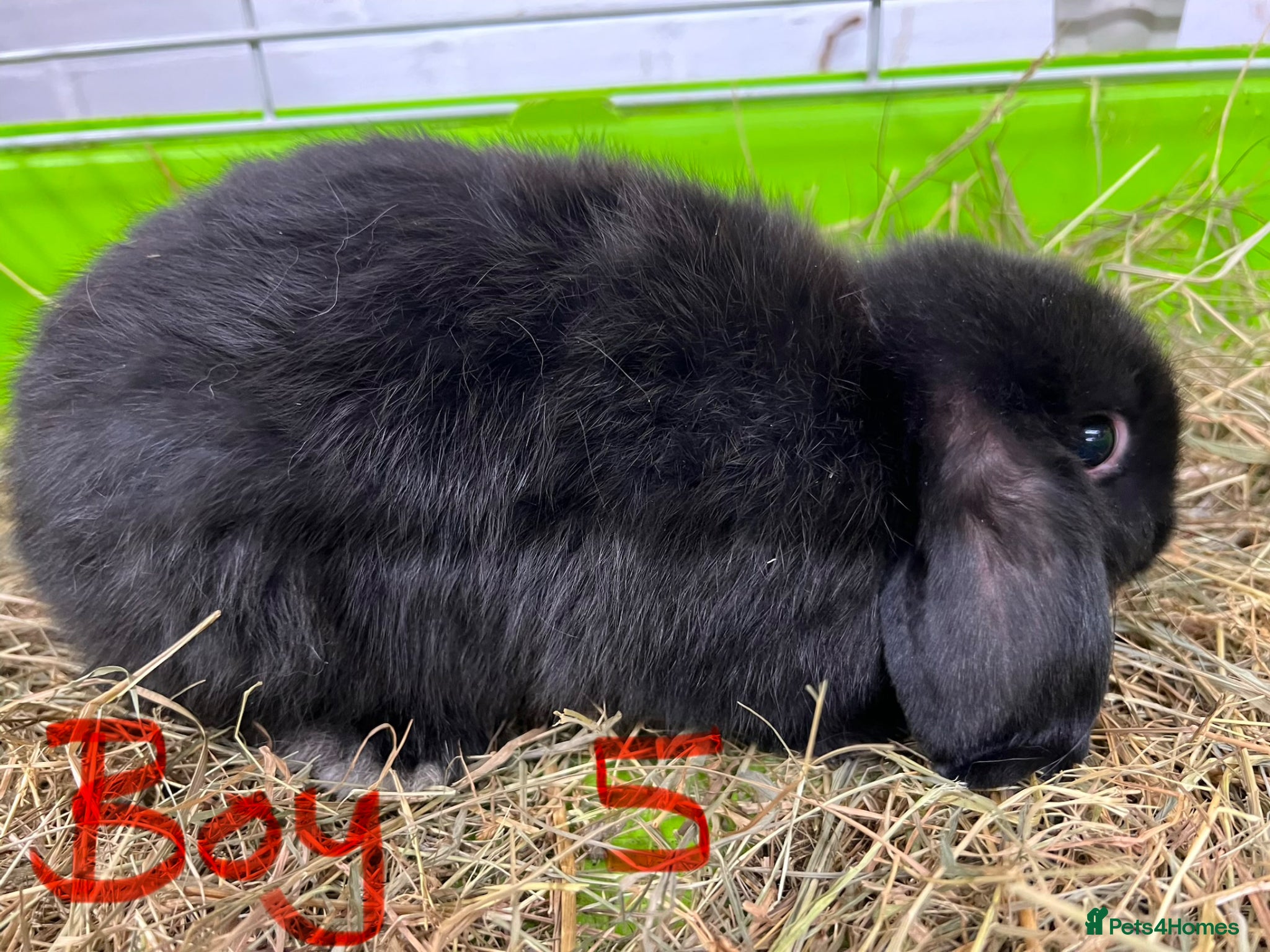 Mini Lop rabbits for sale: Beautiful Mini Lop Boys  in Loughborough - Advert 12