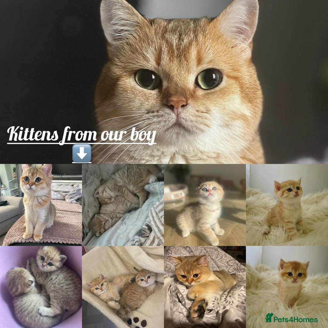 British Shorthair cats for stud: Gold BRI ny12 Stud in Derby - Advert 7