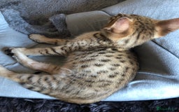 Savannah cats for sale: Beautiful full pedigree savannah kittens  - Image 31