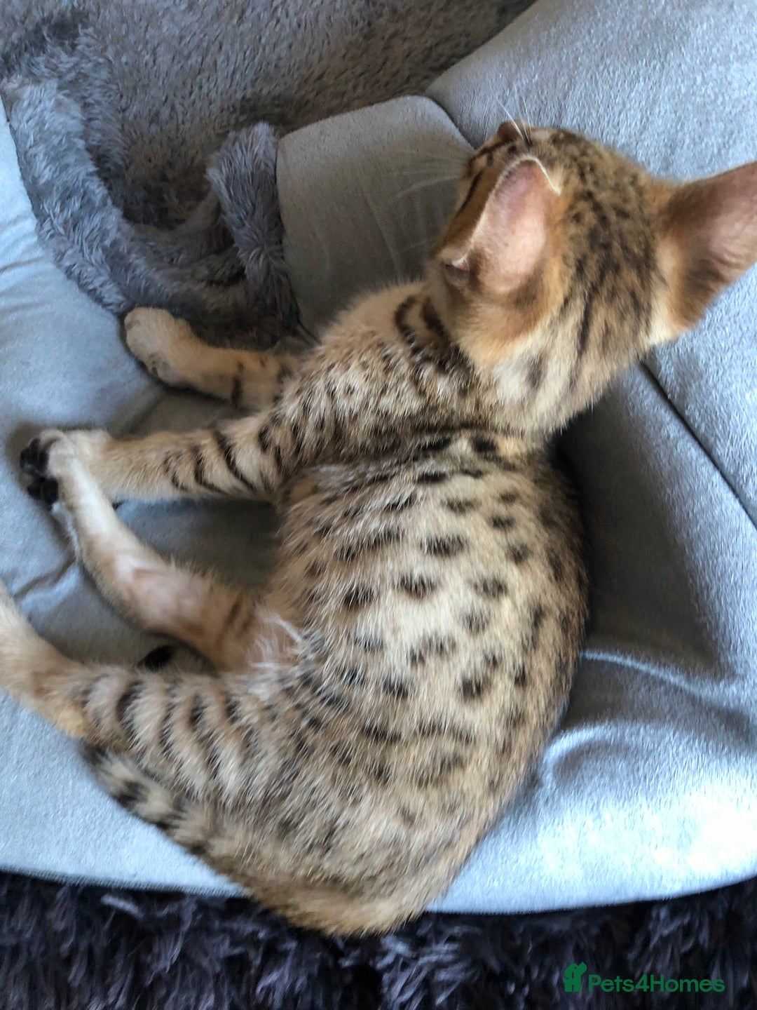 Savannah cats for sale: Beautiful full pedigree savannah kittens  - Image 31