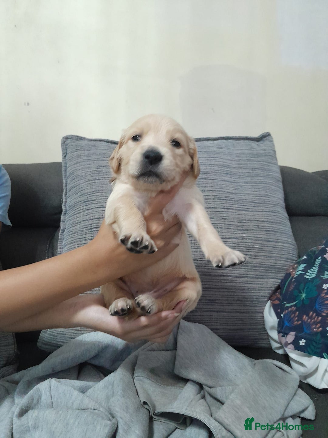 Golden Retriever dogs for sale: Amazing Golden Retrievers for sale  - Image 13