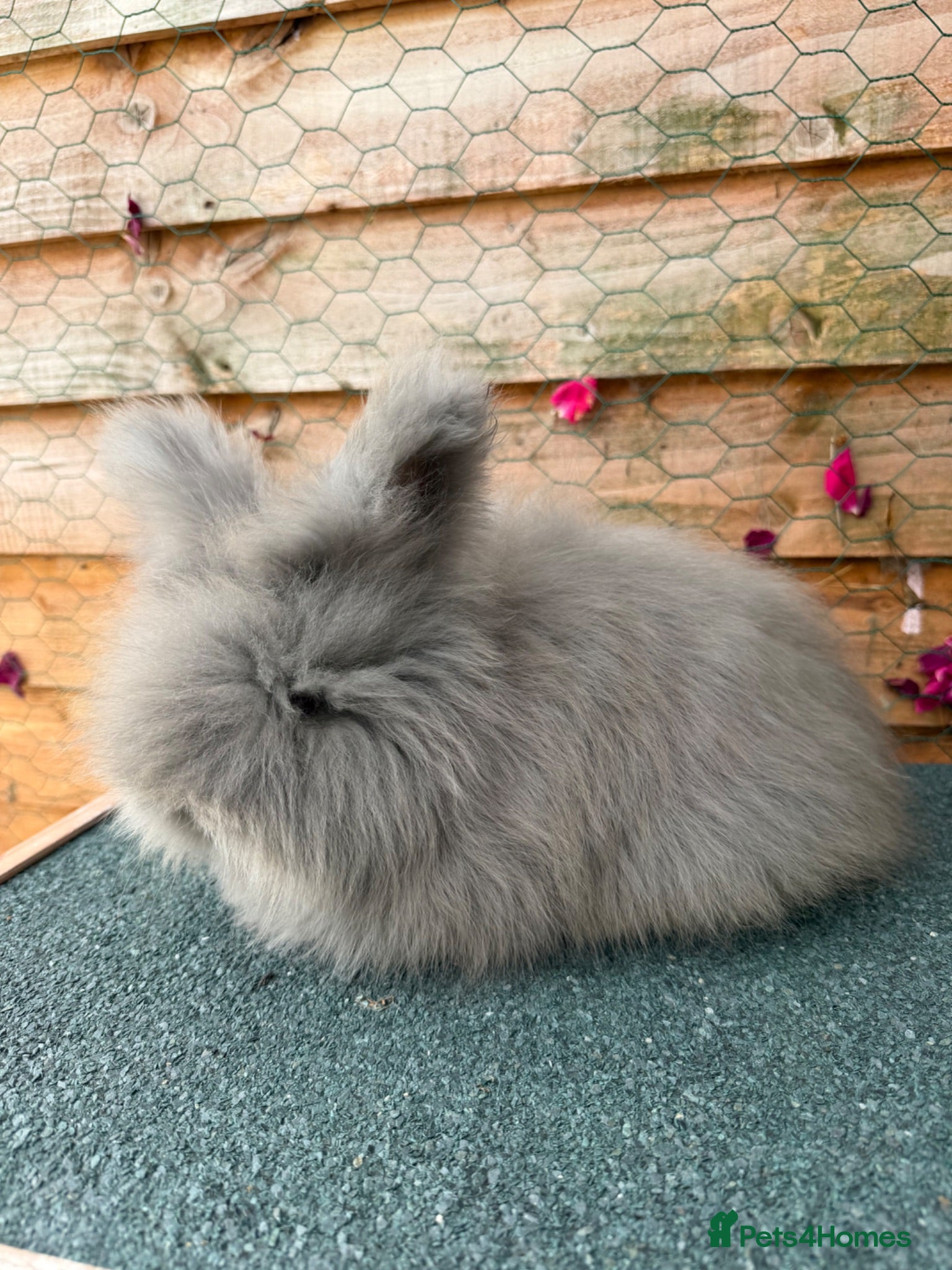 Angora rabbits pedigree english angoras  - Advert 2