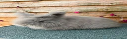Angora rabbits for sale: pedigree english angoras  - Advert 2