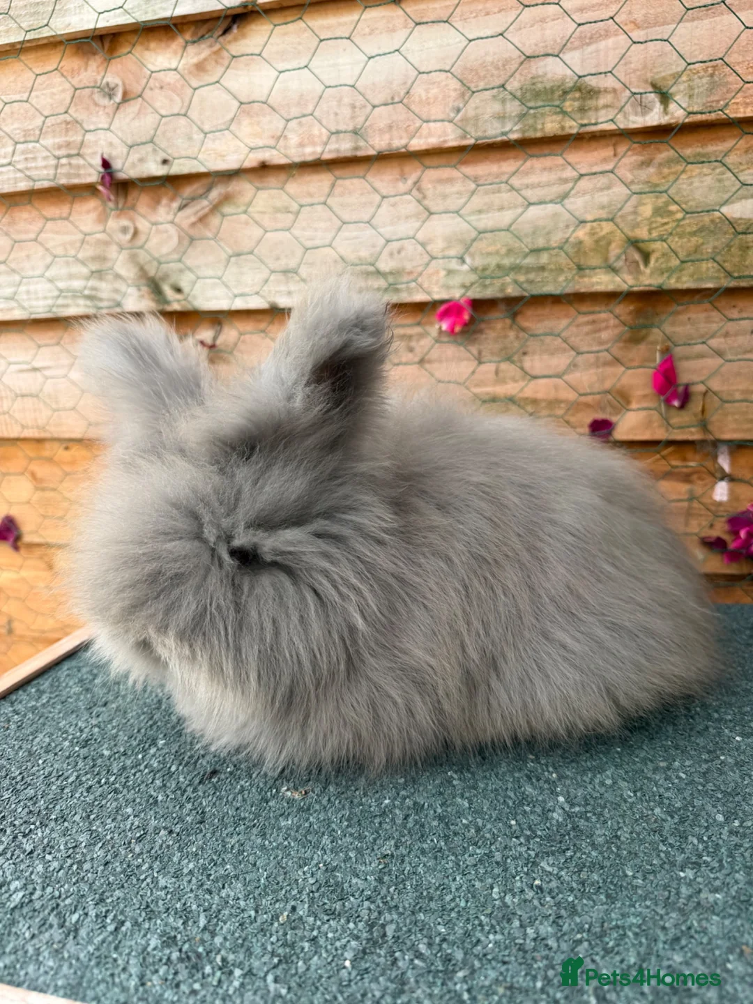 Angora rabbits for sale: pedigree english angoras  - Advert 2