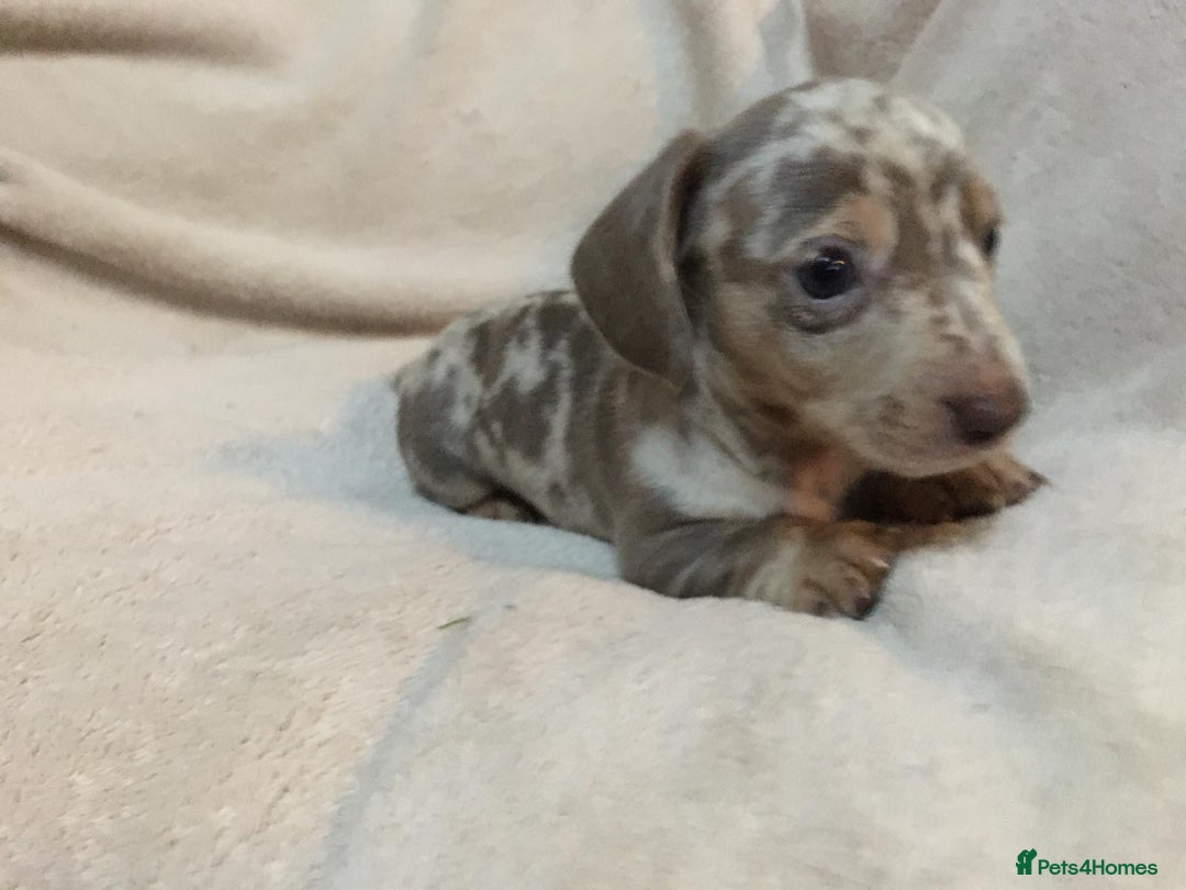 Miniature Dachshund dogs for sale: Miniature Dachshund Dapple Puppies  - Advert 3