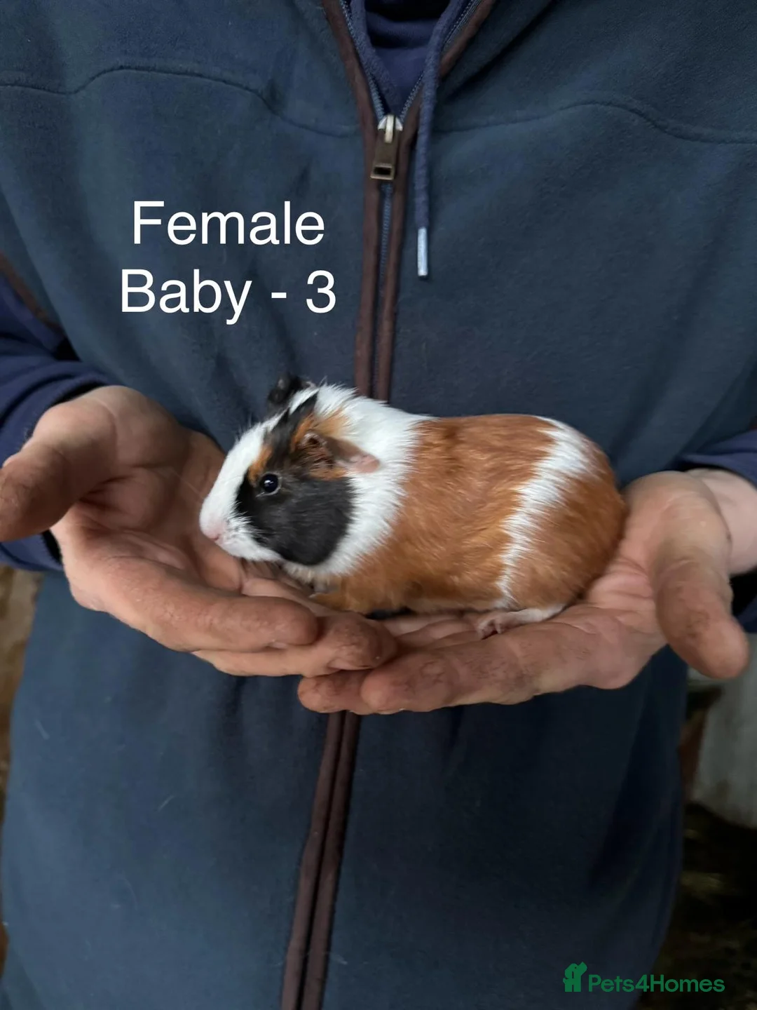 Guinea Pig rodents for sale: Mixed guinea pigs - Advert 2