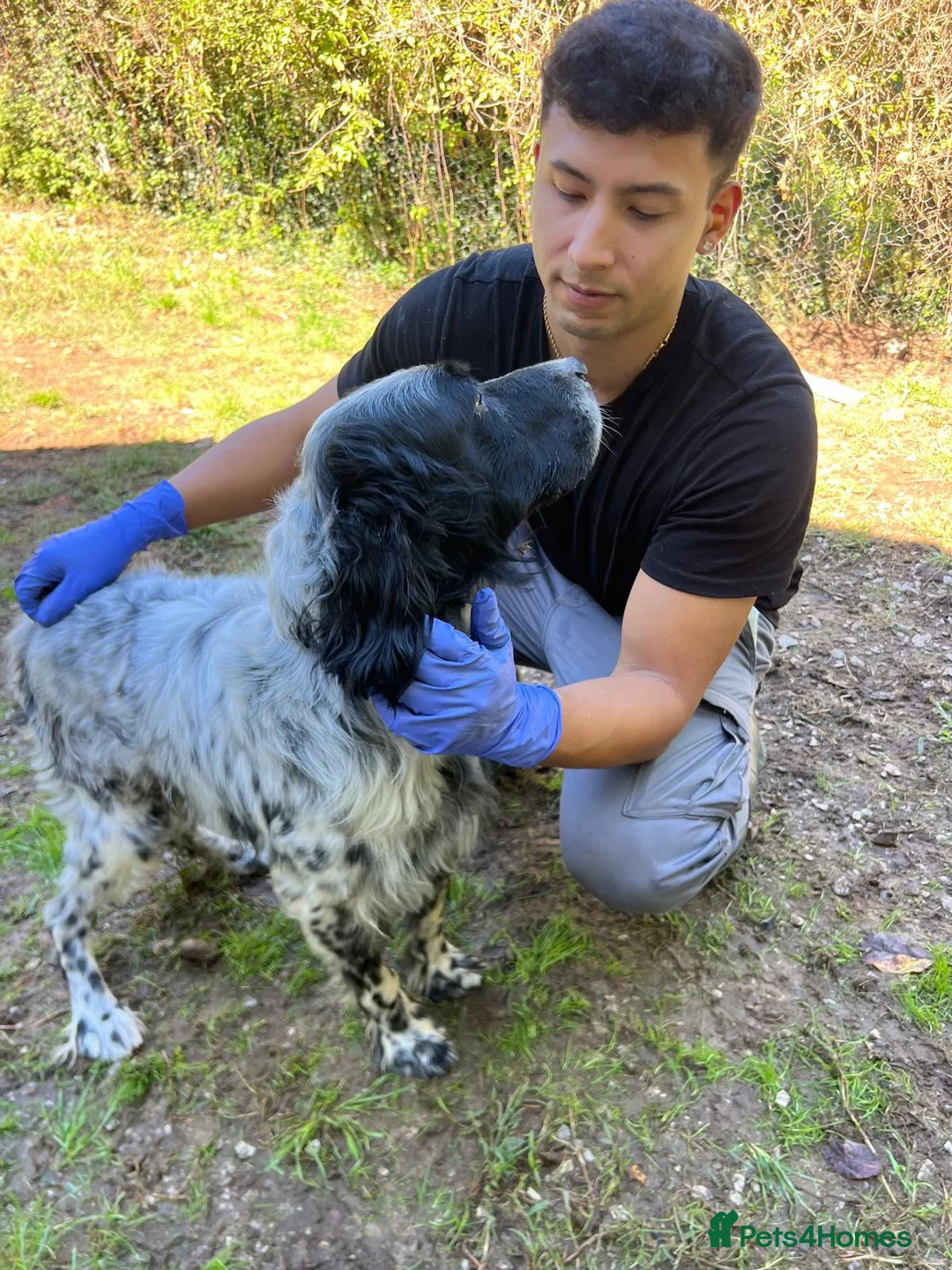 English Setter dogs for adoption: Bat   in Birkenhead - Advert 2