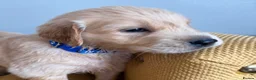 Mixed Breed dogs for sale: READY NOW  ❤️GOLDEN FLATTIES ❤️ ONLY 2 LEFT! ❤️  - Advert 17