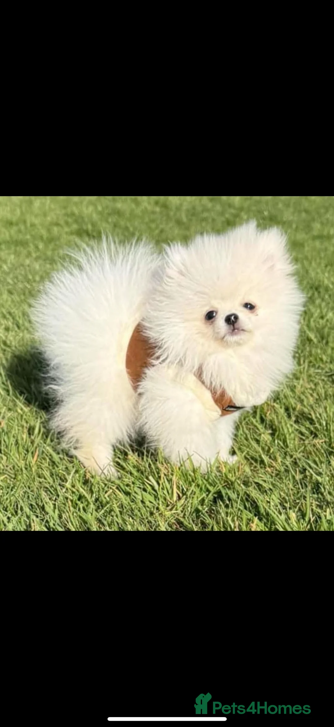 Pomeranian dogs for stud: Tiny ice white pom 1.2kg stud boy  - Advert 2