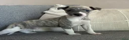 Whippet dogs for sale:  3 Male whippet pups available  - Advert 8