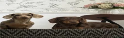 Miniature Dachshund dogs for sale: 2 miniatures  in Warrington - Advert 1