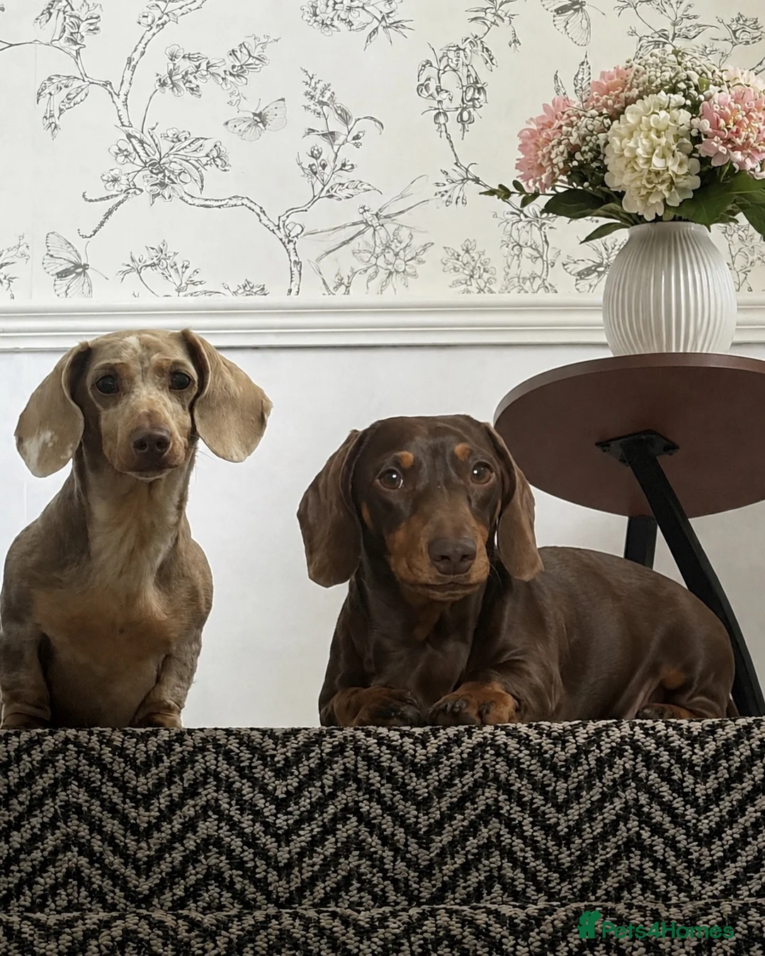 Miniature Dachshund dogs for sale: 2 miniatures  in Warrington - Advert 1