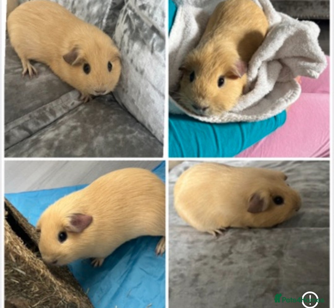 Guinea Pig rodents for sale: 2 male guinea pigs - Advert 3