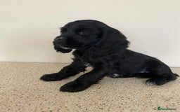 Cocker Spaniel dogs for sale:  show type spaniel puppies health tested parents  - Image 5