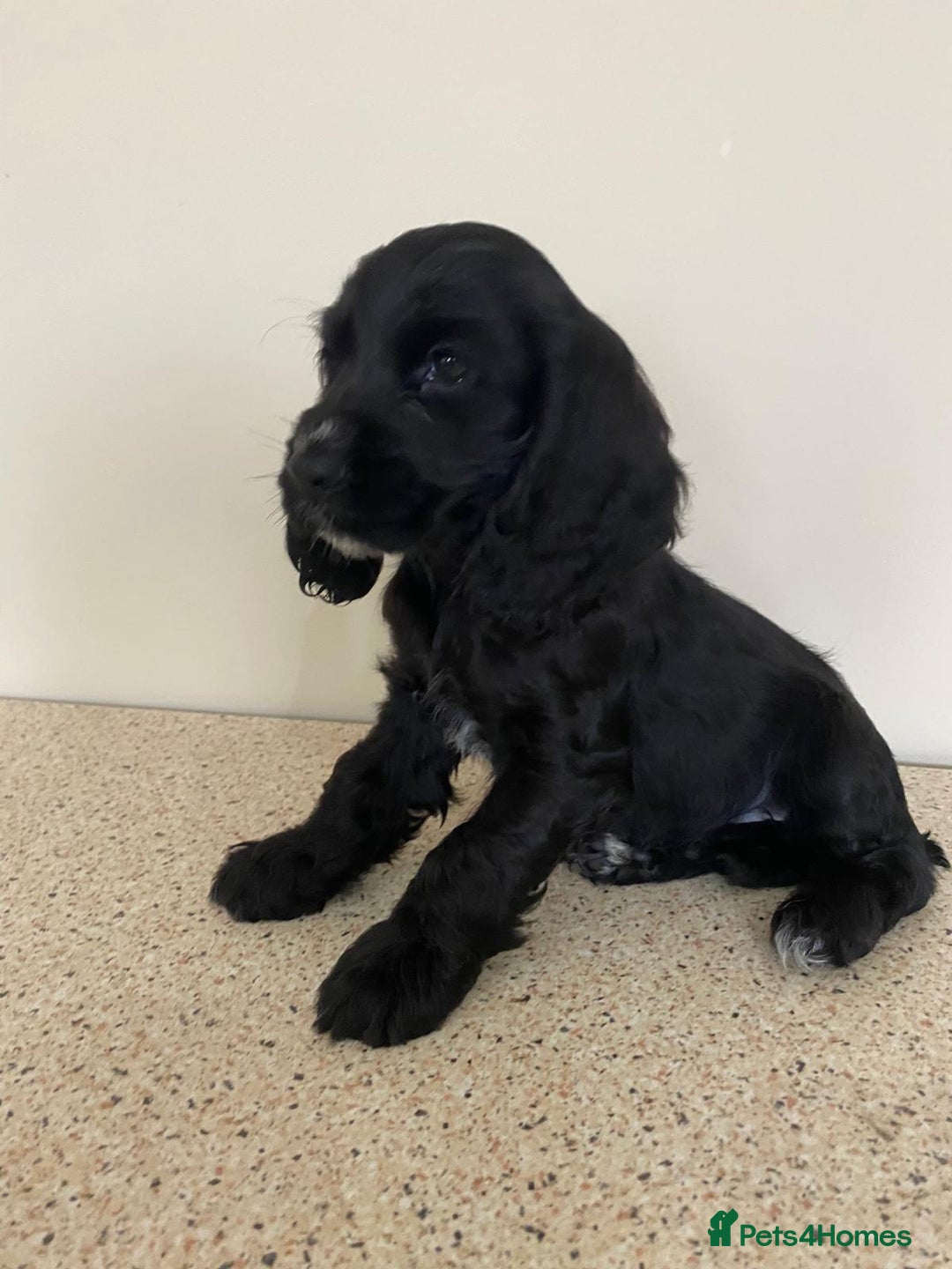 Cocker Spaniel dogs for sale:  show type spaniel puppies health tested parents  - Image 5