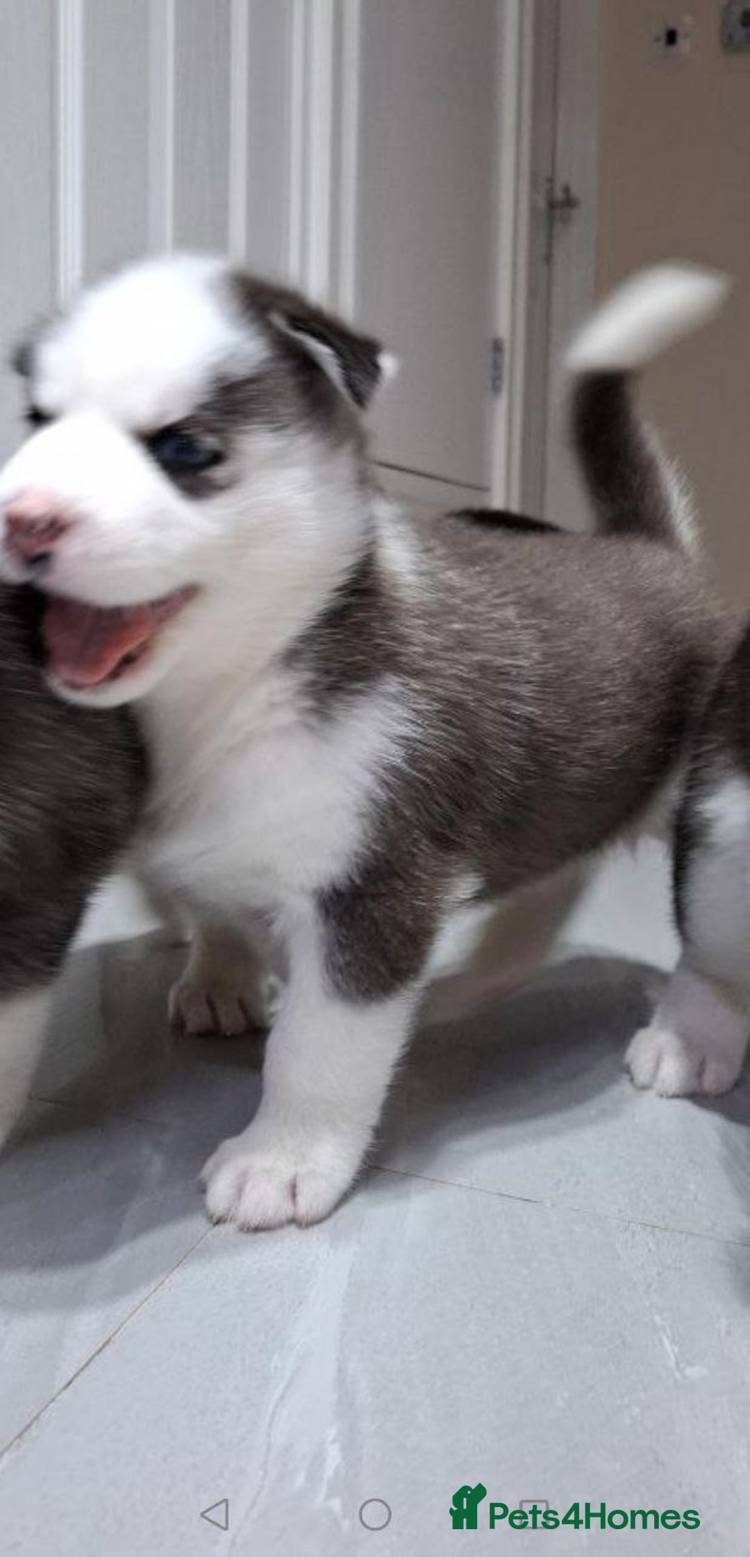 Siberian Husky dogs for sale: Siberian Huskies 1 Male 4 Female - Advert 22
