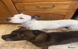 Staffordshire Bull Terrier dogs for sale: Staffordshire Bull Terrier Puppies - Image 20