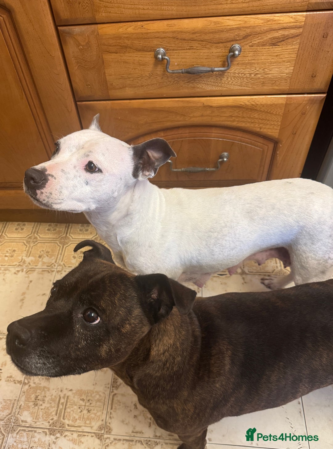 Staffordshire Bull Terrier dogs for sale: Staffordshire Bull Terrier Puppies - Image 20