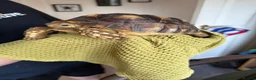 Tortoise reptiles for sale: Lovely little 2.5 year Male sulcata tortoise - Advert 4