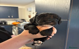 Cockapoo dogs for sale: F2 cockapoo’s (last girl) - Advert 11