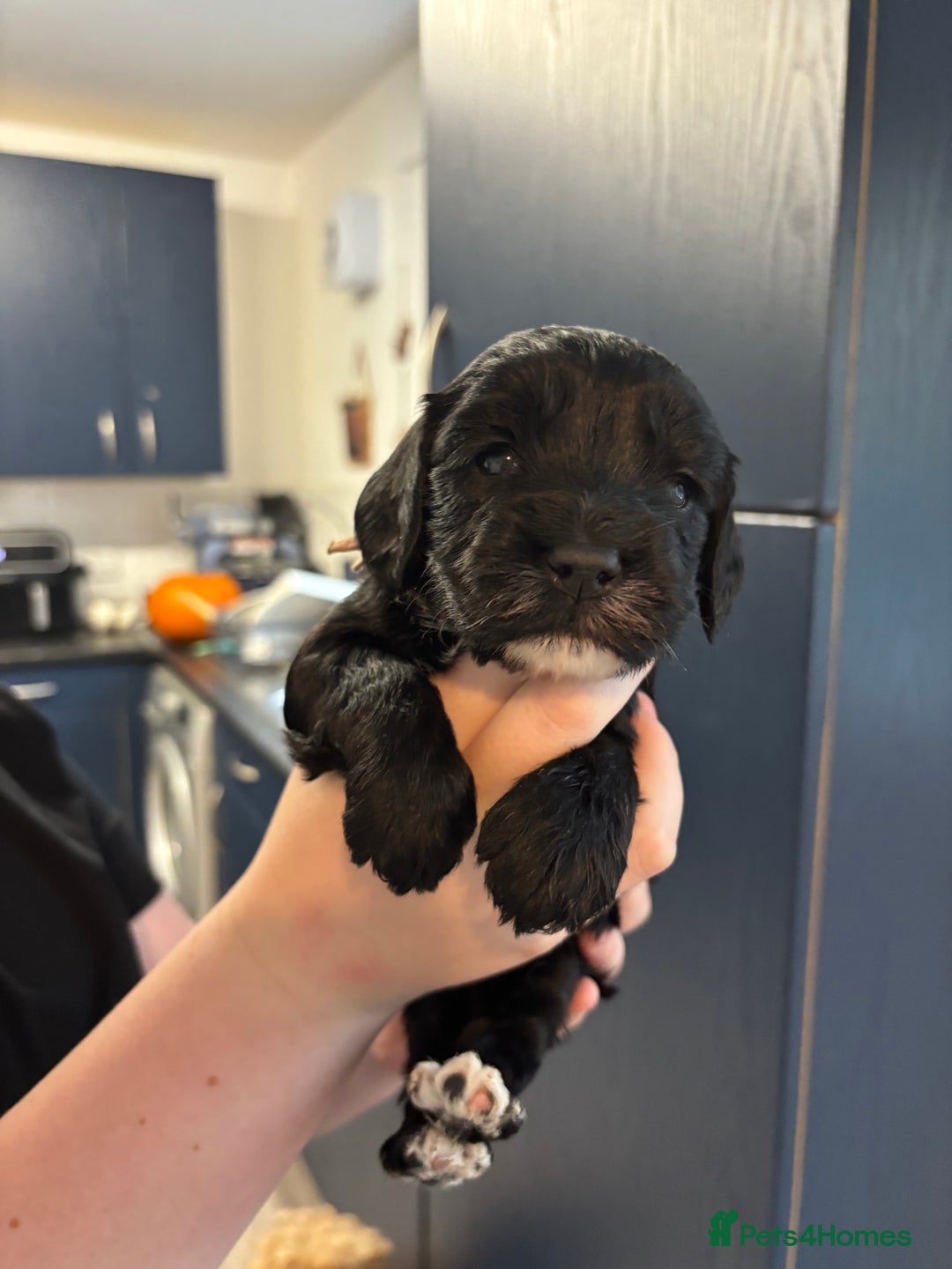 Cockapoo dogs for sale: F2 cockapoo’s (last girl) - Advert 11