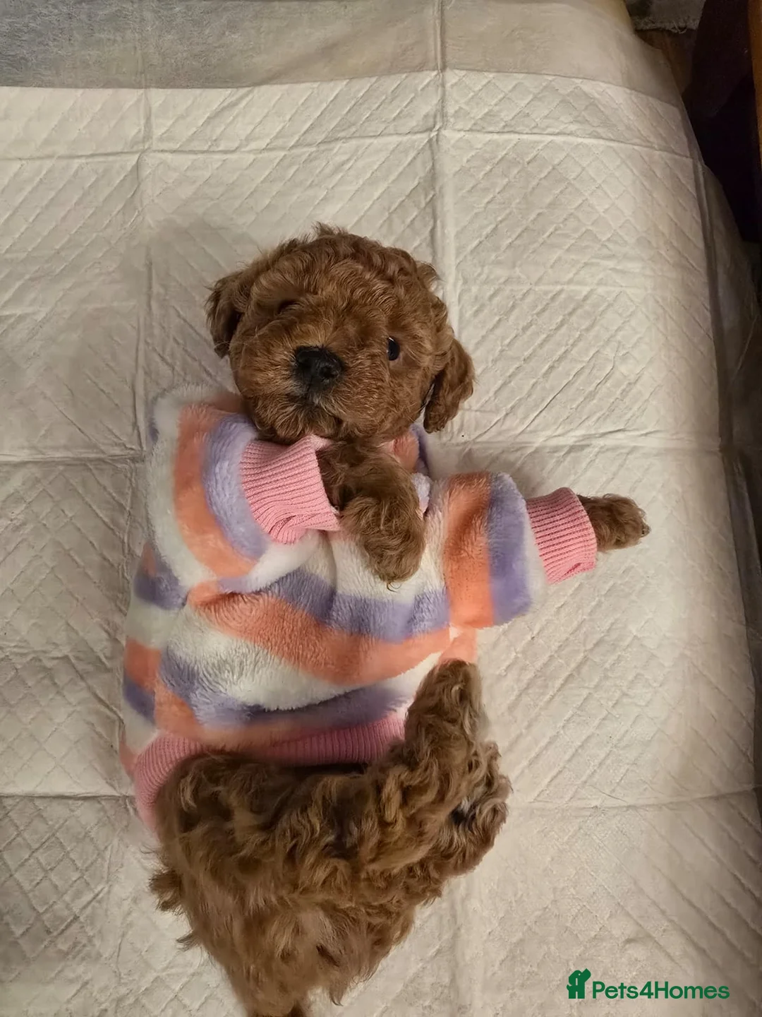 Poodle dogs for sale: Toy Poodle  - Advert 4