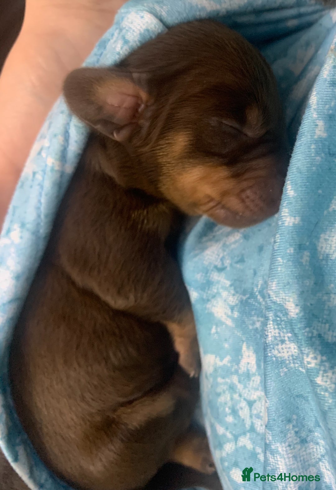 Dachshund dogs for sale: Genuine tiny Kaninchen Dachshund Puppies  - Advert 2