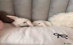 Mini Lop rabbits for sale: Mini lop bunnies for sale! - Advert 3