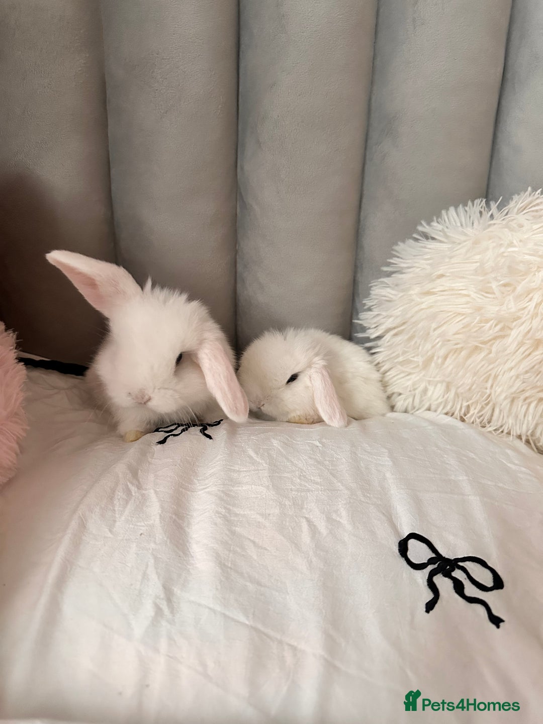 Mini Lop rabbits for sale: Mini lop bunnies for sale! - Advert 3