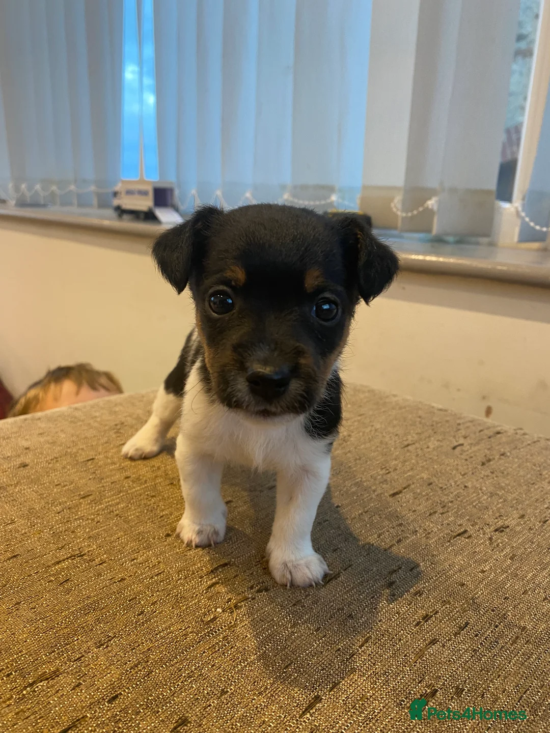 Jack Russell dogs for sale: Jack Russell Pups. - Advert 2