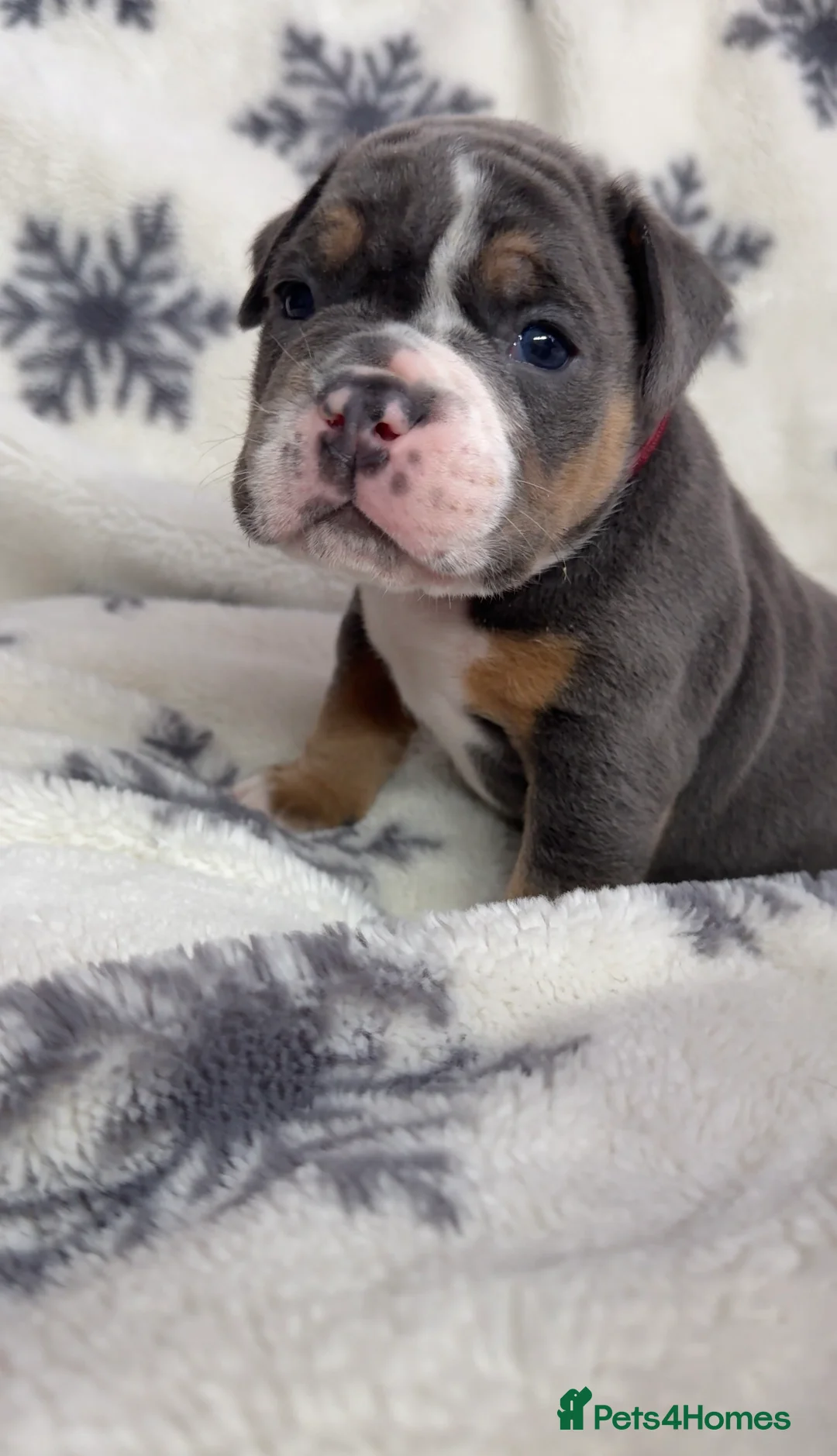Olde English Bulldogge dogs for sale: 🔥🔥Champion bloodline Olde English Buldogs🔥🔥 - Advert 34