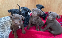 Patterdale Terrier dogs for sale: Gorgeous patterdale pups for sale  - Image 1