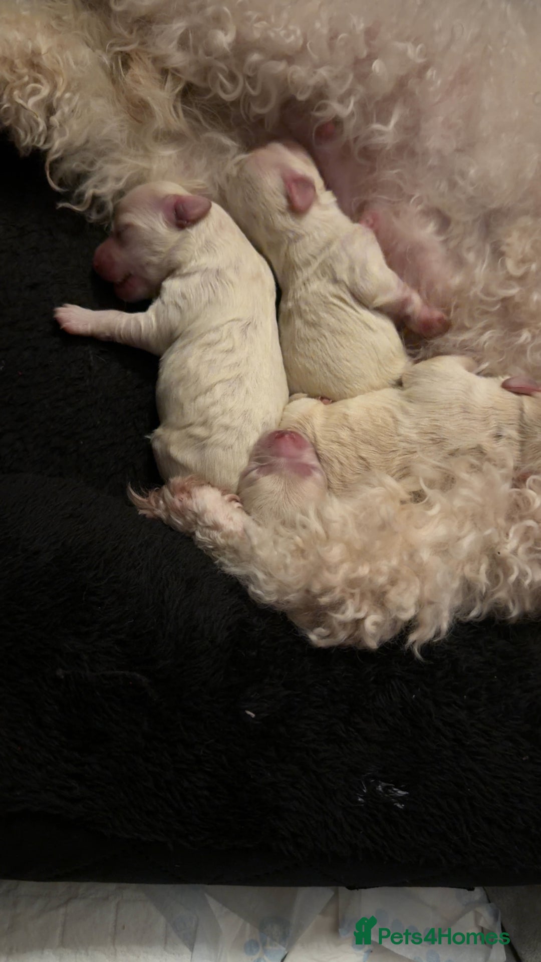 Maltipoo dogs for sale: Maltipoos puppies  - Advert 10