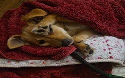 Mixed Breed dogs for adoption: Riele  - Image 7