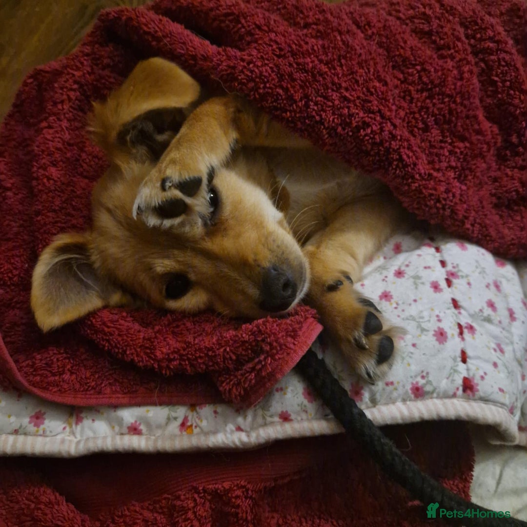 Mixed Breed dogs for adoption: Riele  - Image 7
