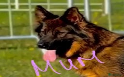 German Shepherd dogs for sale: German shepherd puppies - Stunning - Advert 14