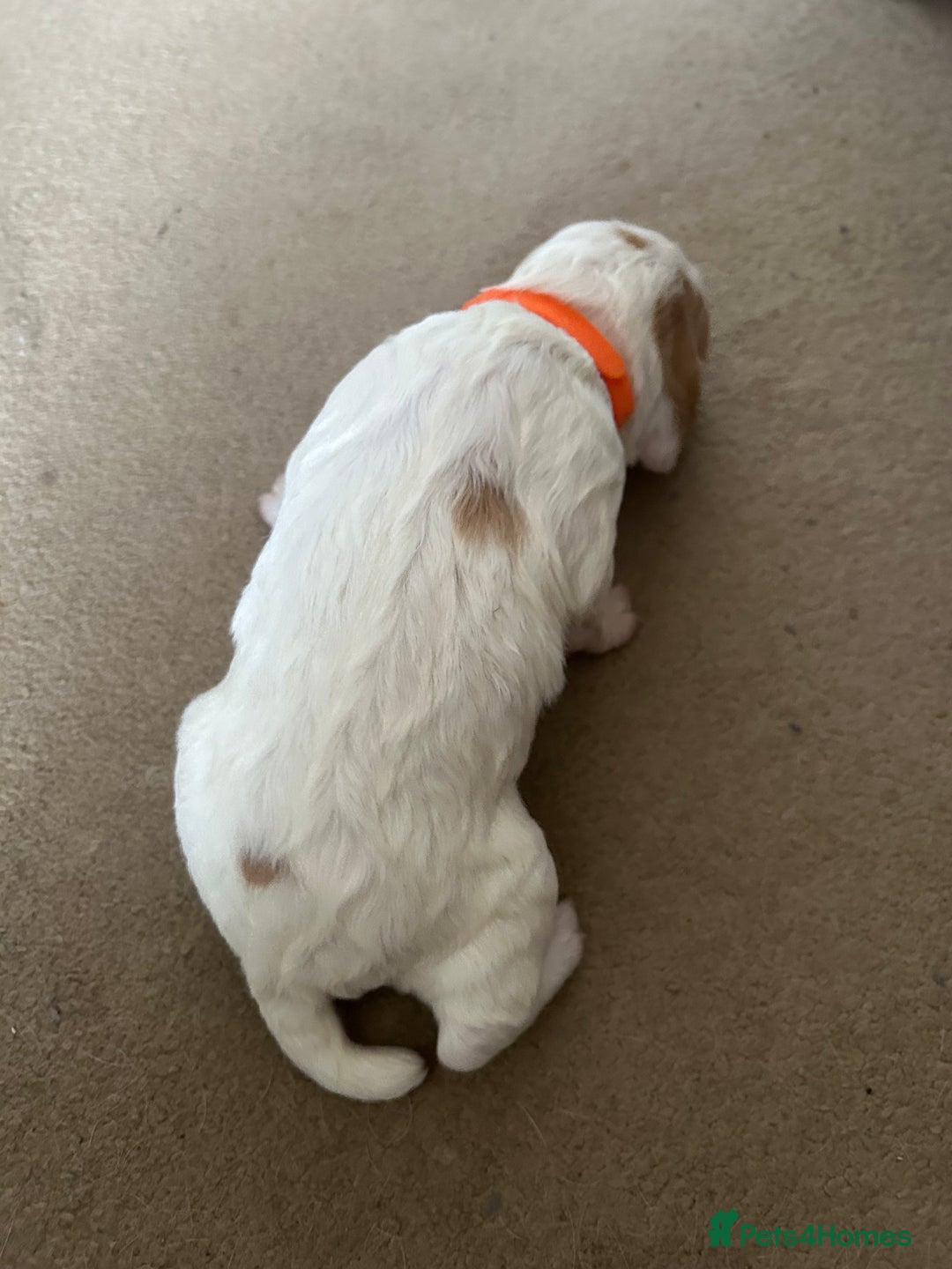 Cocker Spaniel dogs for sale: Working cocker pups - Advert 9