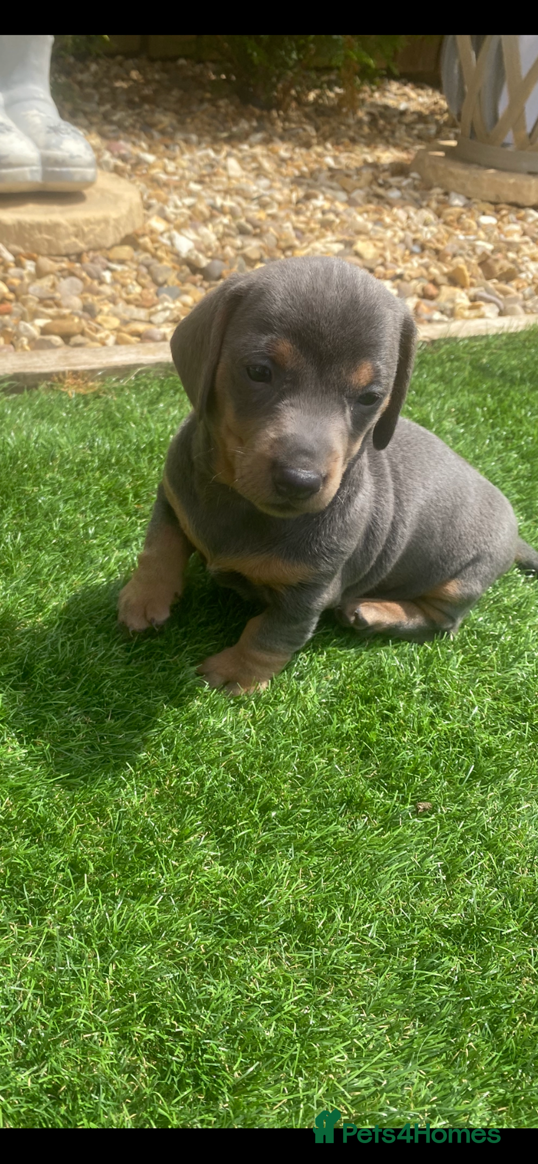 Miniature Dachshund dogs for sale: Miniture dachshund puppies - Image 13