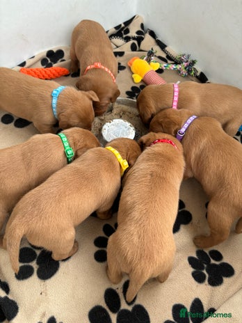 Labrador Retriever dogs - Advert 9