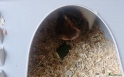 Guinea Pig rodents for sale: 2 Male Guinea Pigs- with a large cage&accessories. - Image 4