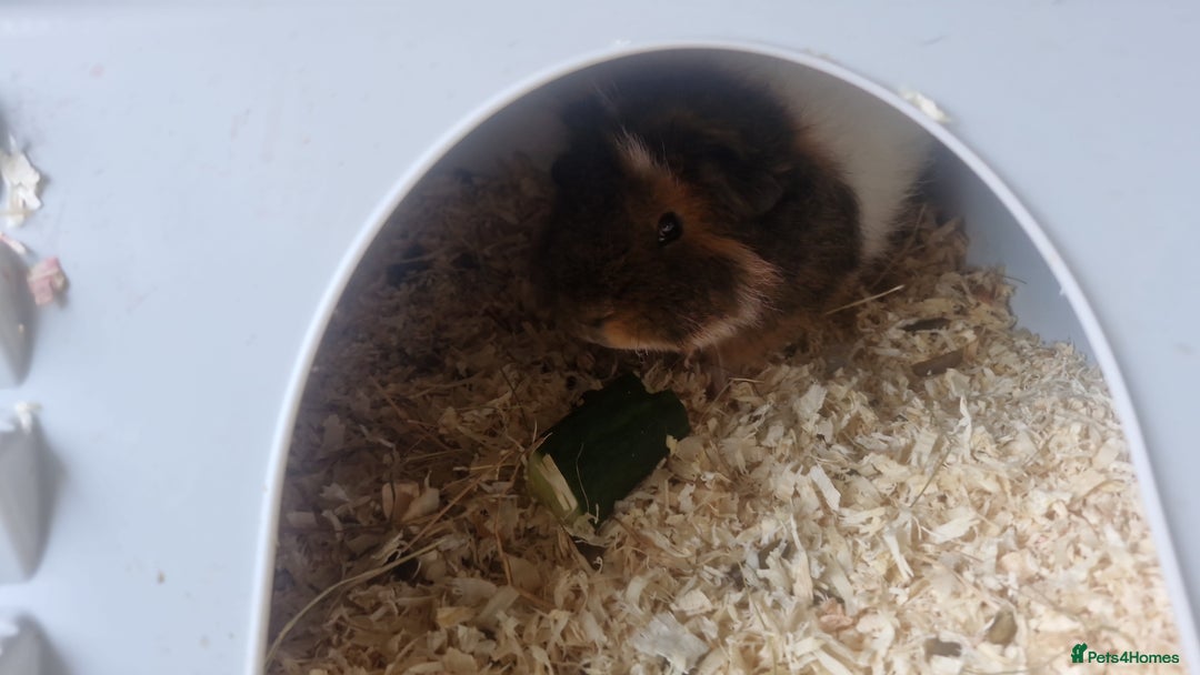Guinea Pig rodents for sale: 2 Male Guinea Pigs- with a large cage&accessories. - Image 4