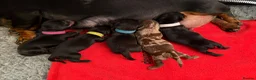 Miniature Dachshund dogs for sale: Stunning Miniature Dachshunds - Advert 2