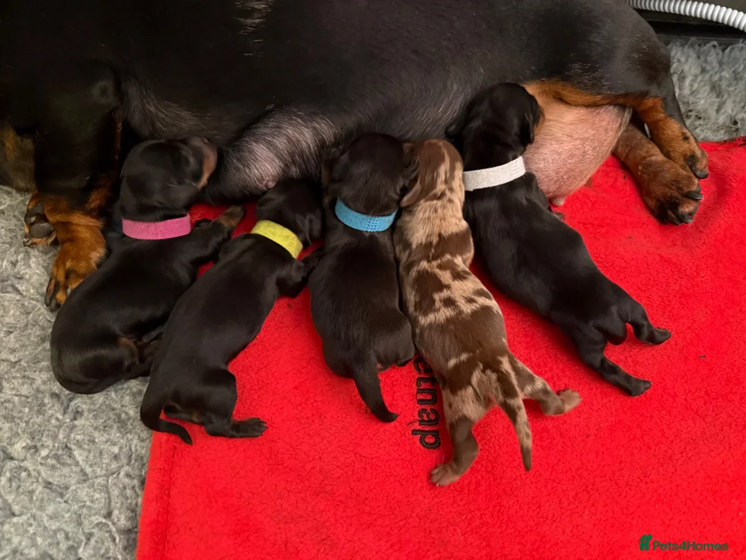 Miniature Dachshund dogs for sale: Stunning Miniature Dachshunds - Advert 2