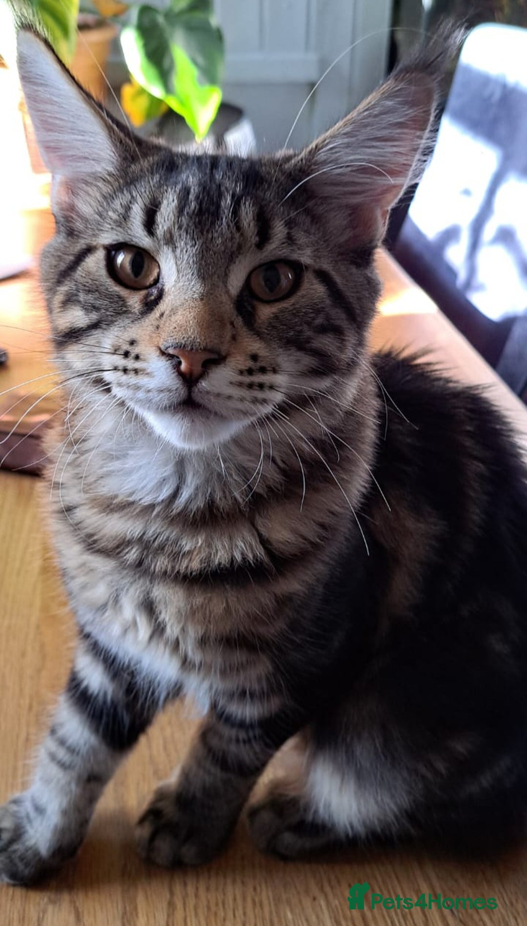 Maine Coon cats for sale: Purebred Maincoon Kitten - Image 6