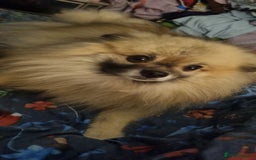 Pomeranian dogs for sale: Pomeranian  - Image 2
